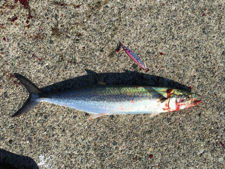太刀魚、サゴシ、ハマチ、爆風